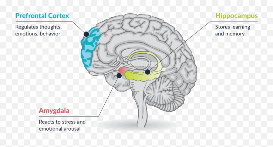 Trauma Work - Executive Function And Hippocampus Emoji,Brain Anatomy Emotions