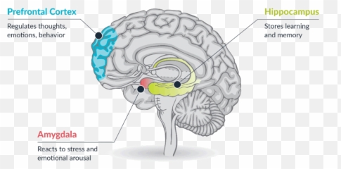Trauma Work - Executive Function And Hippocampus Emoji,Brain Anatomy Emotions