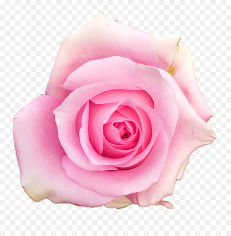 Impression Pink Roses Wholesale - Long Stem 50 Cm Emoji,Sweet Emotion Stems