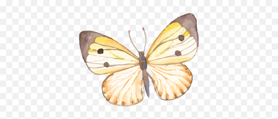 Stellau0027s Light Healing Emoji,Black Butterfly Emoji