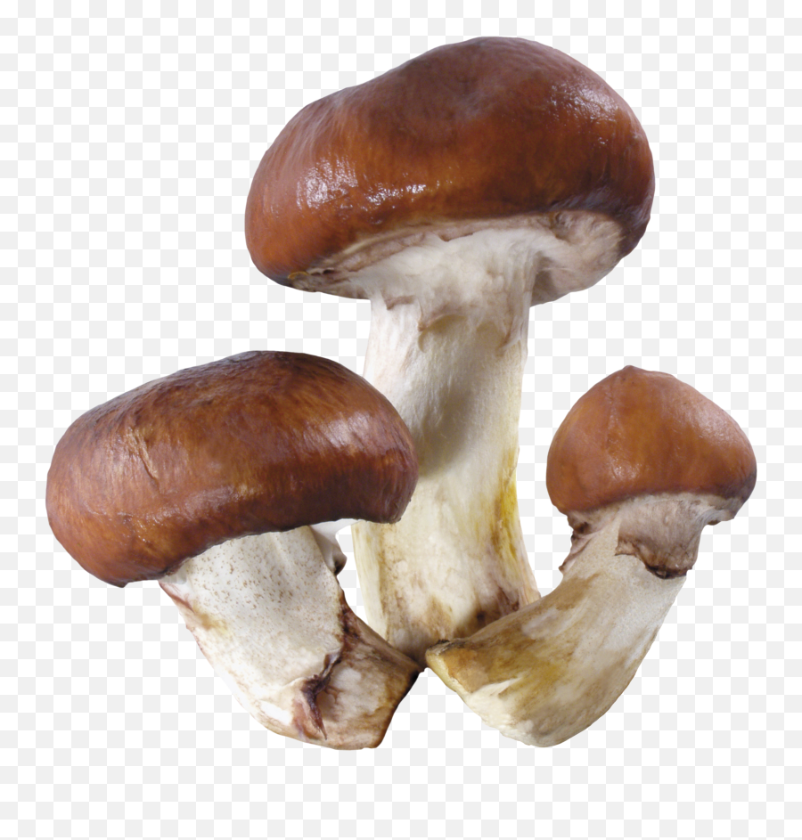 Mushroom Png Image Resolution2358x2368 Transparent Png - Mushrooms On Transparent Background Emoji,Mushroom Emoji