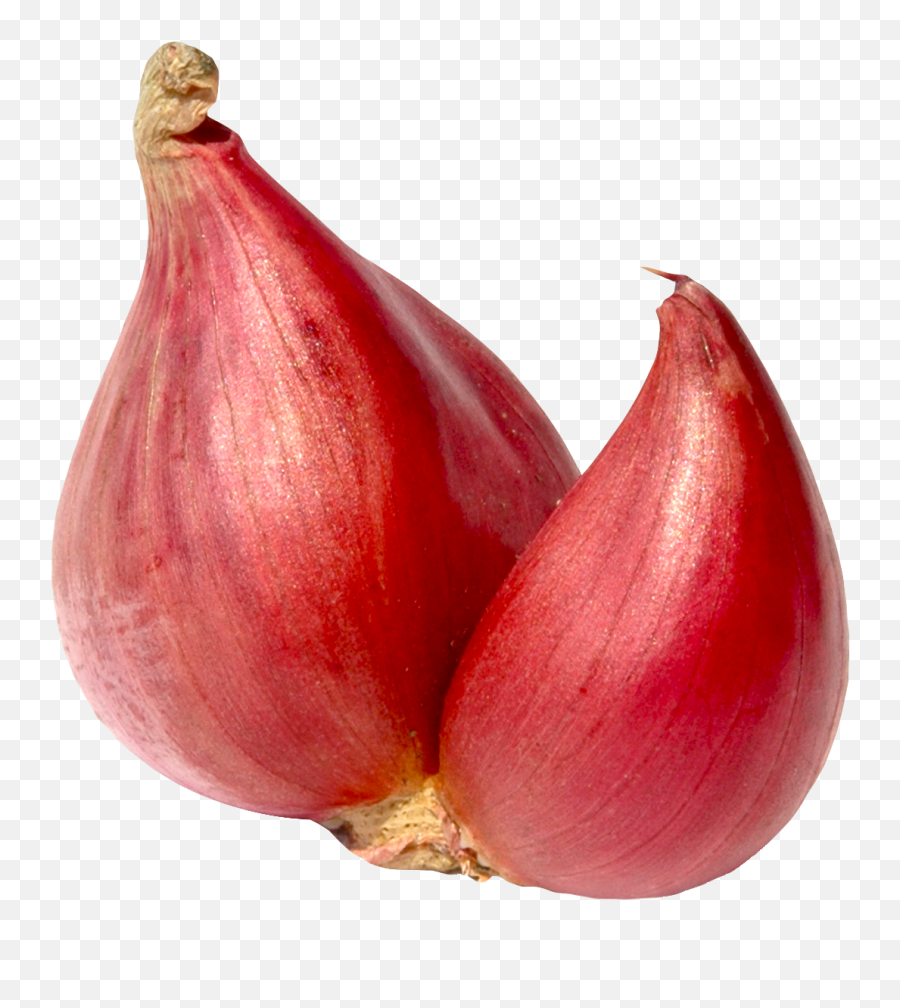 Garlic Clipart Shallot Garlic Shallot Transparent Free For - Shallot Png Emoji,Garlic Bread Emoji