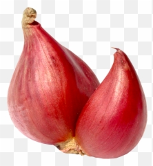 Garlic Clipart Shallot Garlic Shallot Transparent Free For - Shallot Png Emoji,Garlic Bread Emoji