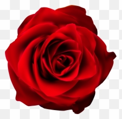 Free Red Rose Transparent Background - Transparent Background Red Rose Clipart Emoji,Red Rose Emoji