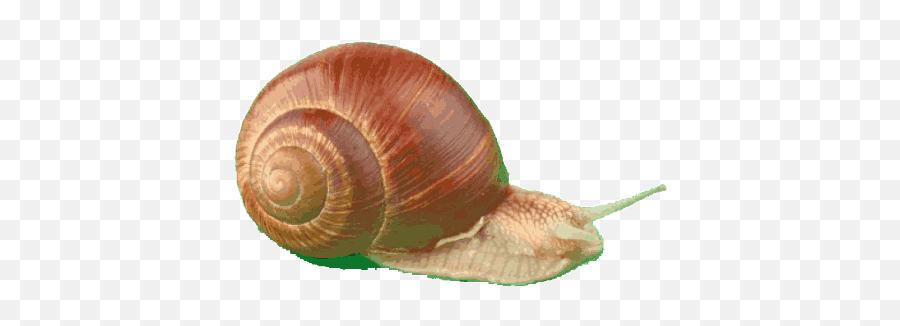 Transparent Shell Gif On Gifer By Dujind Snail Animated Gif - Transparent Snail Moving Gif Emoji,Snails Emoticon