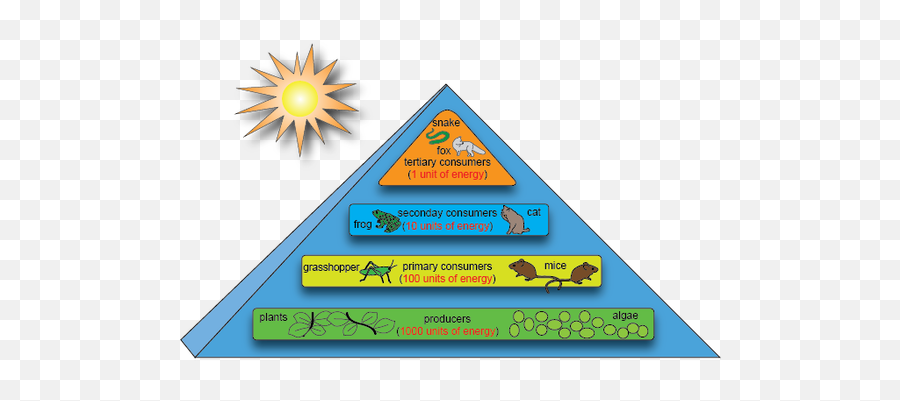 Energy Flow - Plant Competition Niveles Tróficos Flujo De Energía Emoji,Lion King Lacking Emotion