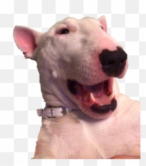 Emote Discord Transparent Pogchamp Png - Walter Transparent Emoji,Pog And Champ Emojis Small