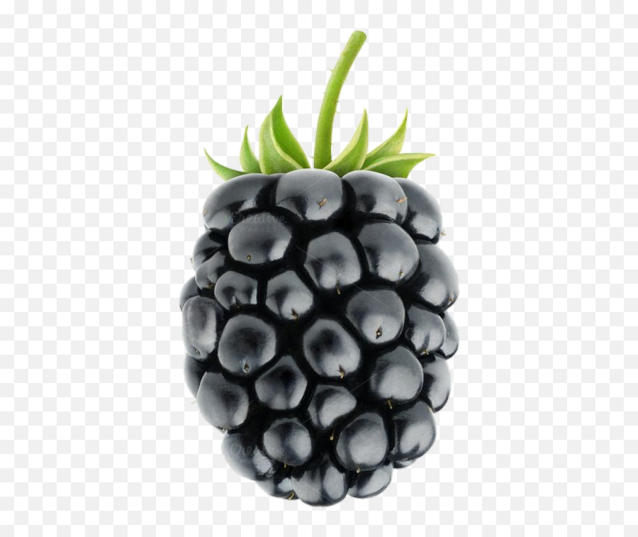 Blackberry Sticker - Blackberry Fruit Png Emoji,Adroid Emoji On Black Berry