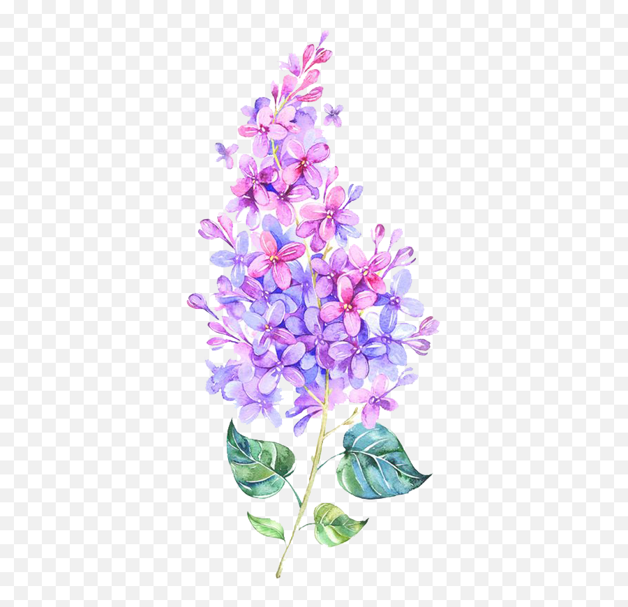 Lilac Flower Png - Pink Flower Purple Color Watercolor Lilac Watercolor Flowers Png Emoji,Lavander Backround With A Emoji
