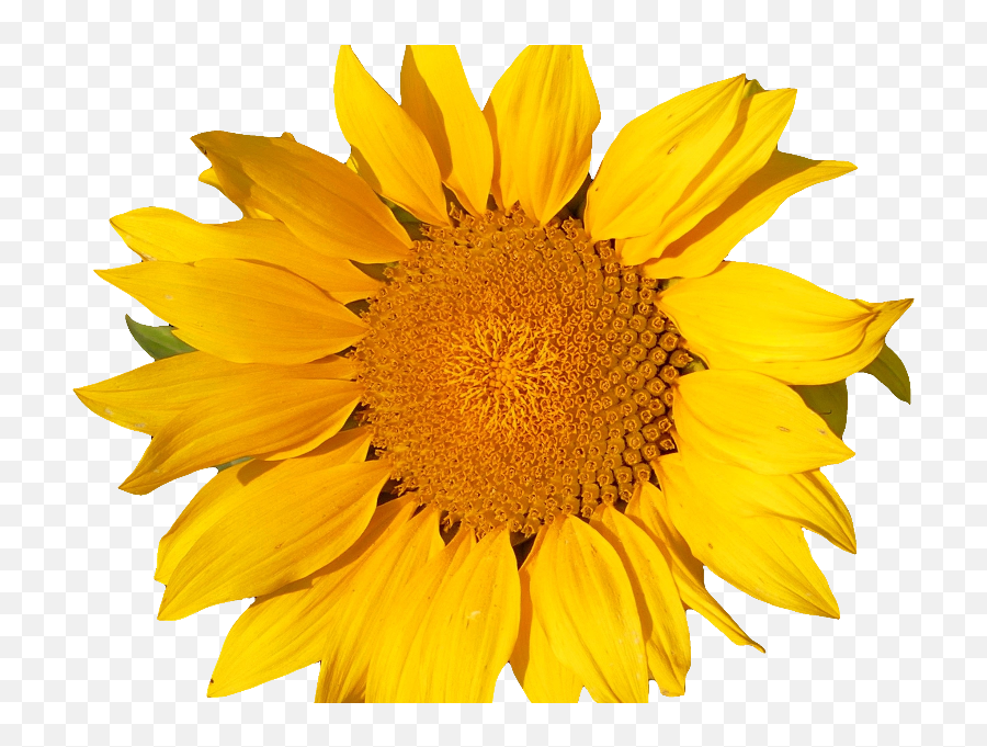 Sunflower Isolated Object Png Isolated - Objects Textures Emoji,Sun Flower Emoji