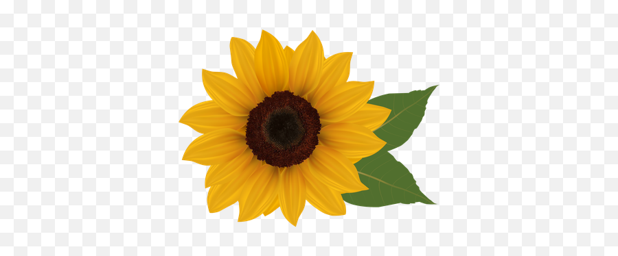 Download Sunflower Picture Download Png Clipart Png Free Emoji,Bee And Sunflower Emoji