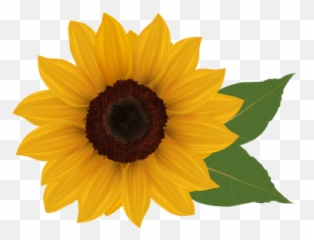 Download Sunflower Picture Download Png Clipart Png Free Emoji,Bee And Sunflower Emoji