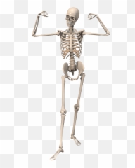 Largest Collection Of Free - Toedit Huesos Stickers Emoji,Skullbones Emoji