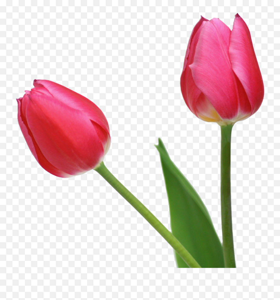 Download Tulip Png Image For Free - Tulip Transparent Png Emoji,Waiter Emoji