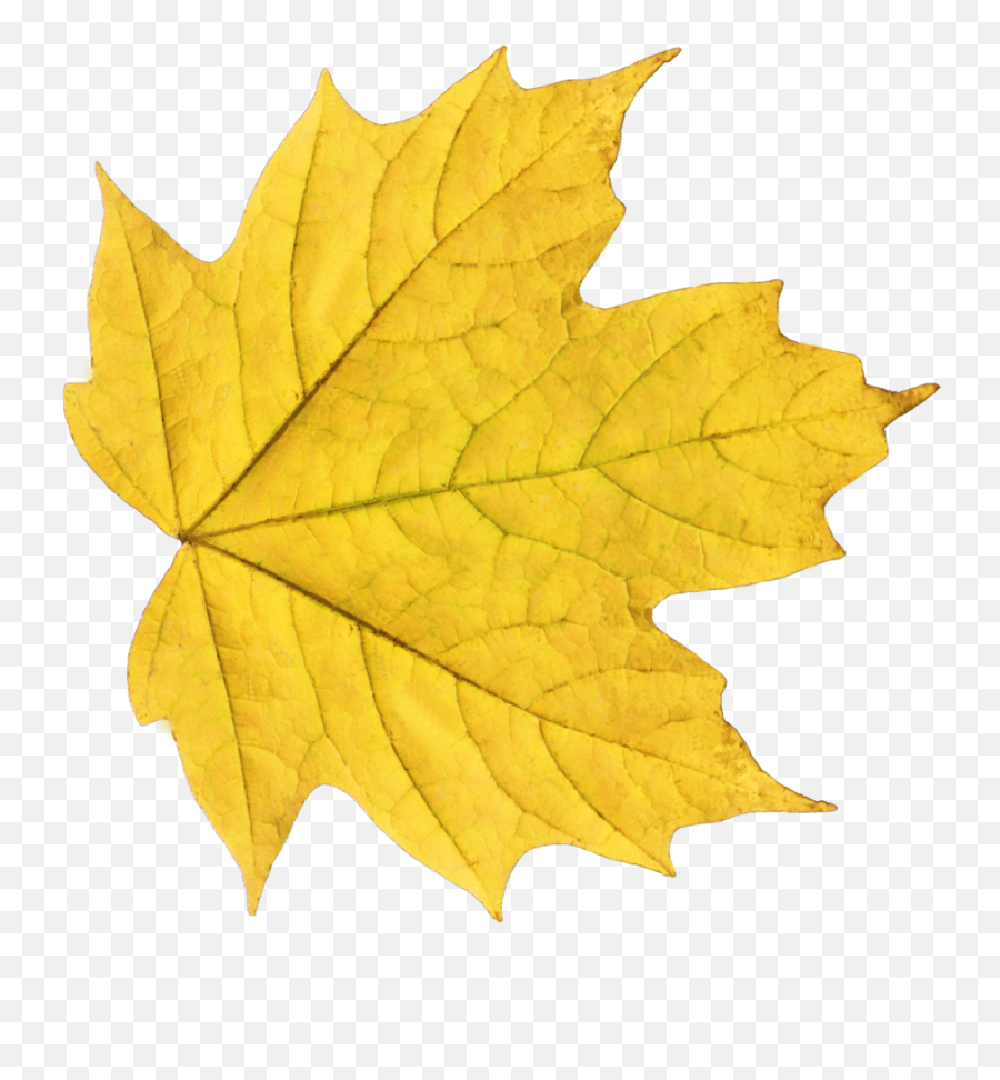 Autumn - Baamboozle Yellow Leaf Png Emoji,Maple Leaf Emoji Png