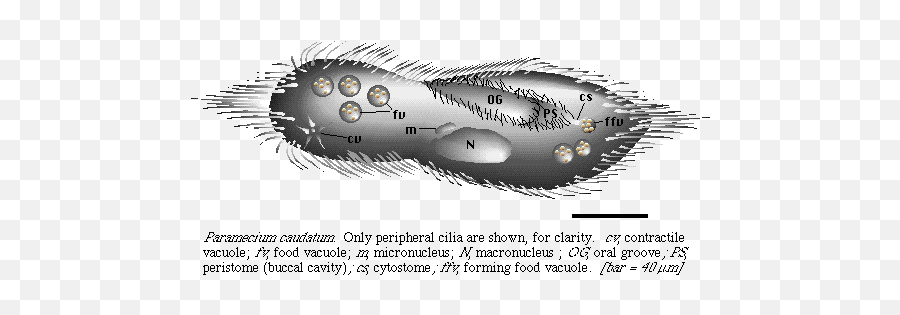 Paramecium - Dot Emoji,Paramecium Eaten Emotion