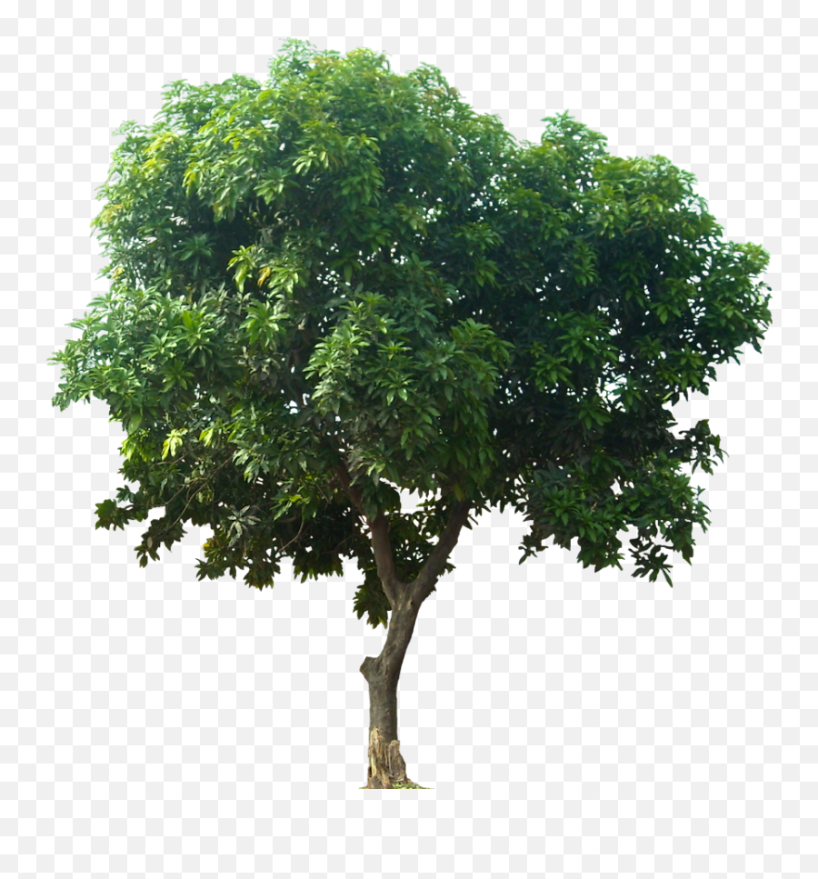 Texture Hackberry Tree Png - 6385 Transparentpng Mangifera Indica Png Emoji,Pine Tree And Plant Emojis Facebook
