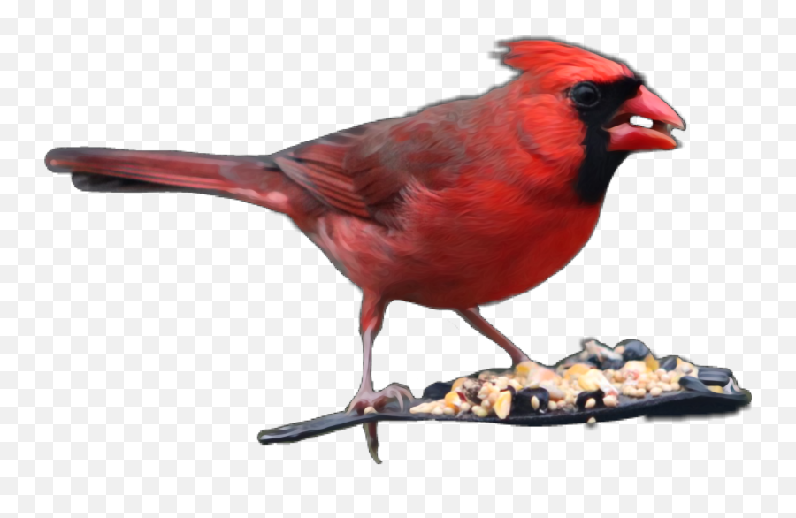 Popular And Trending Emoji,Cardinals Emoji