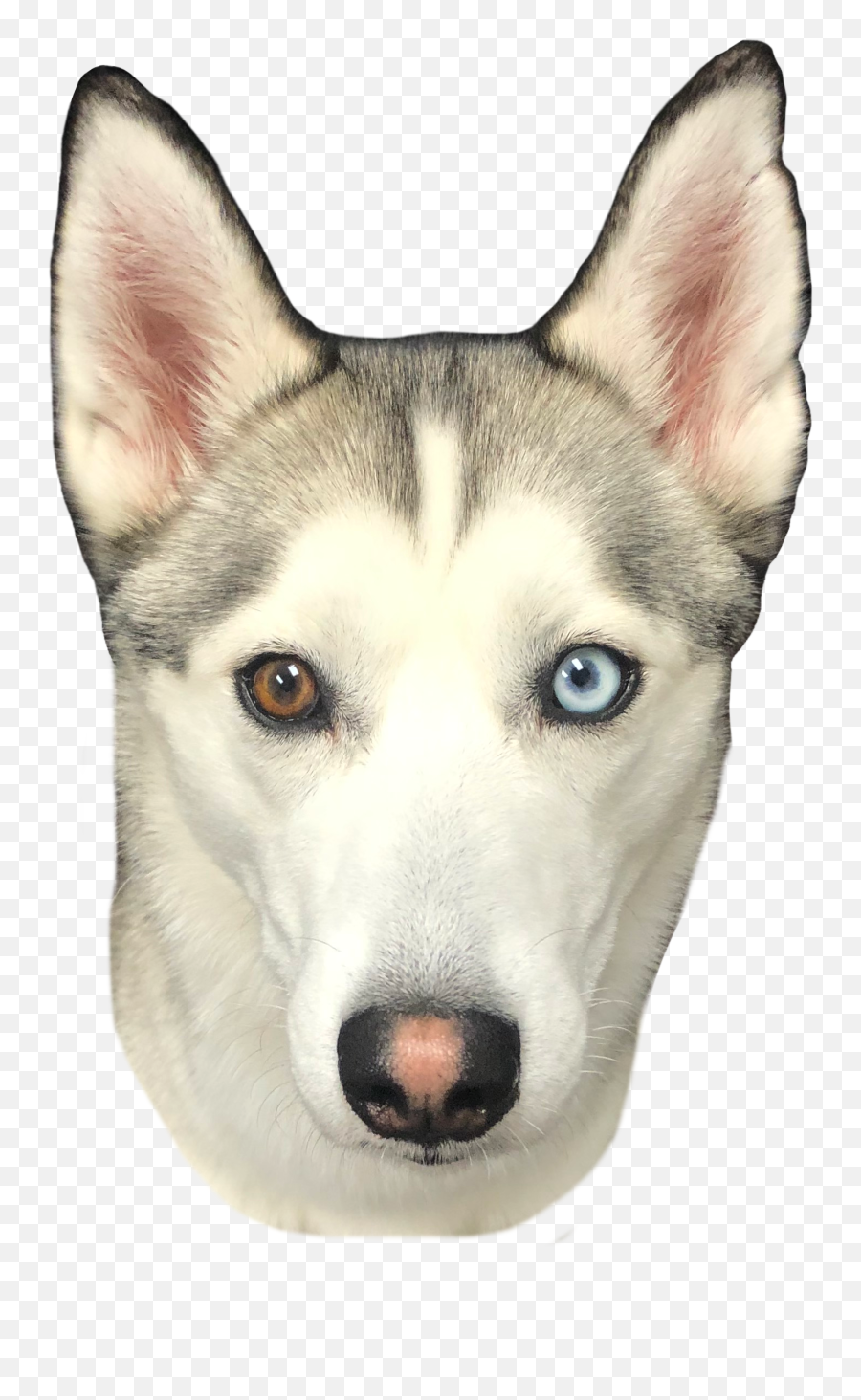 Our Canine Co - Workers Northern Breed Group Emoji,Husky Stages Of Emotion