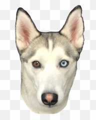 Our Canine Co - Workers Northern Breed Group Emoji,Husky Stages Of Emotion