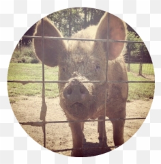 Animals - Domestic Pig Emoji,Dog Emotion Committed To Human Pig