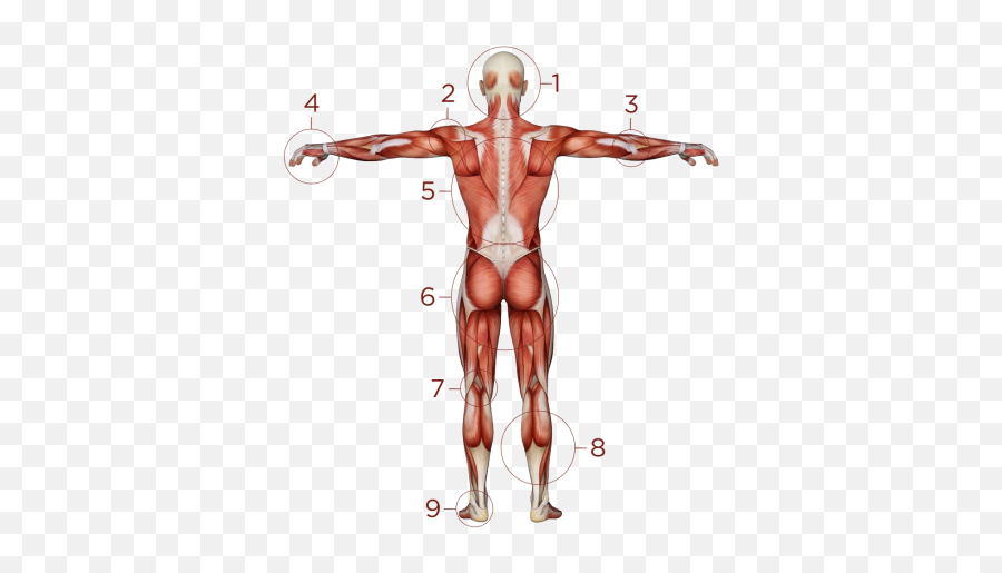 Common Injuries - Lower Body Anatomy Emoji,Rbn Getting Used To Your Emotions