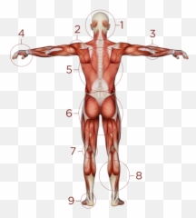 Common Injuries - Lower Body Anatomy Emoji,Rbn Getting Used To Your Emotions