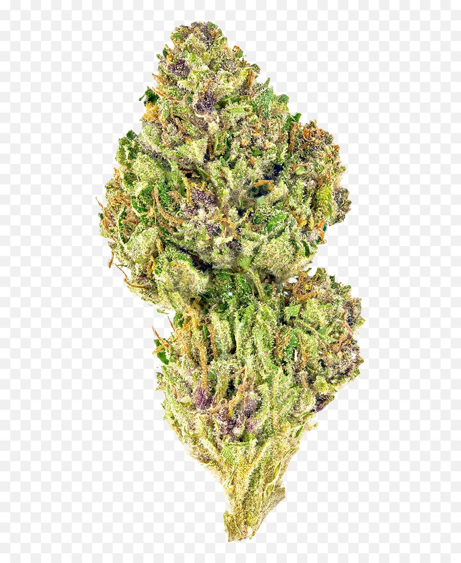 Pink Kush Aka Pink Og Sedamen Marijuana Strain Information - Pink Weed Strain Emoji,Cannabis Piggy Emoticon