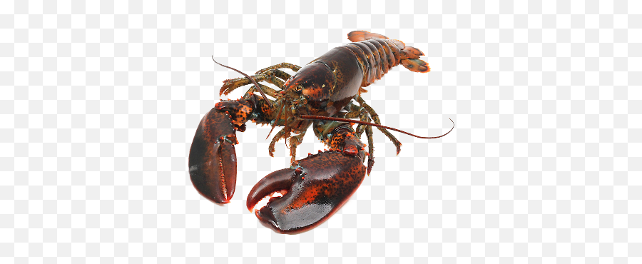 Tagged Posts On Tumblr - Maine Lobster Emoji,