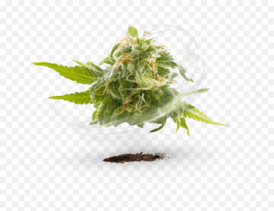 Cannabis Biotechnological Developments Cannabis Emoji,Hoja Marihuana Emoticon Facebook