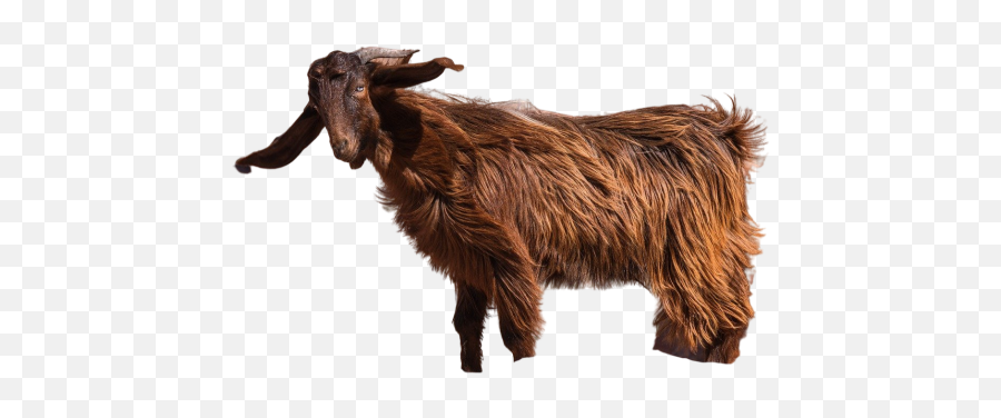 Boer Goat Png Images Download Boer Goat Png Transparent Emoji,Goat Emoji Art