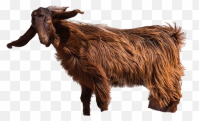 Boer Goat Png Images Download Boer Goat Png Transparent Emoji,Goat Emoji Art