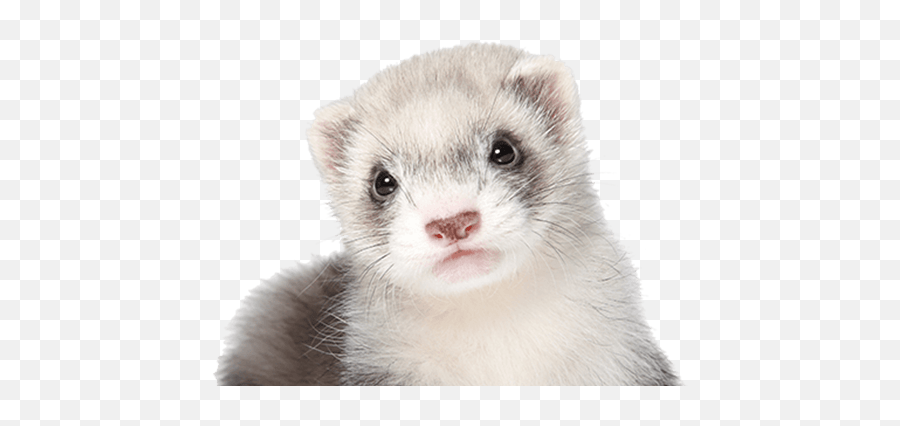 Country Club Veterinary Clinic L Pet Dental Care Lake Emoji,Ferret Emoji