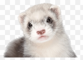 Country Club Veterinary Clinic L Pet Dental Care Lake Emoji,Ferret Emoji