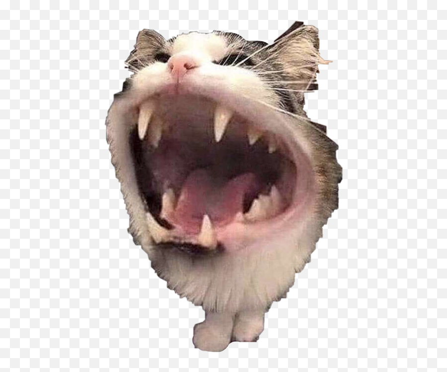 Cat Cats Kitty Horror Funny Lol Sticker By Courtney - Cat Yawns Emoji,Screaming Cat Emoji
