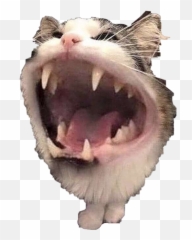 Cat Cats Kitty Horror Funny Lol Sticker By Courtney - Cat Yawns Emoji,Screaming Cat Emoji