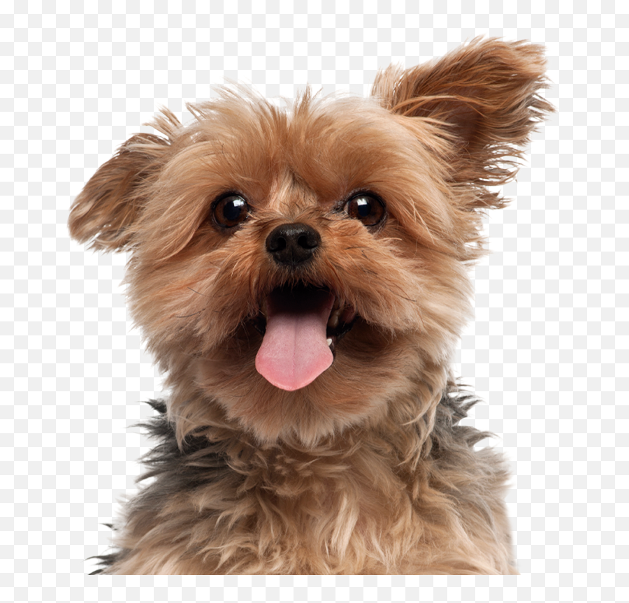 Dog Kingdom - Vulnerable Native Breeds Emoji,Dogs Pick Up On Our Emotions