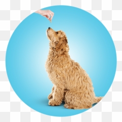 Doggy Daycare Franklin Wi - Water Dog Emoji,Franklins Bad Day Emotions