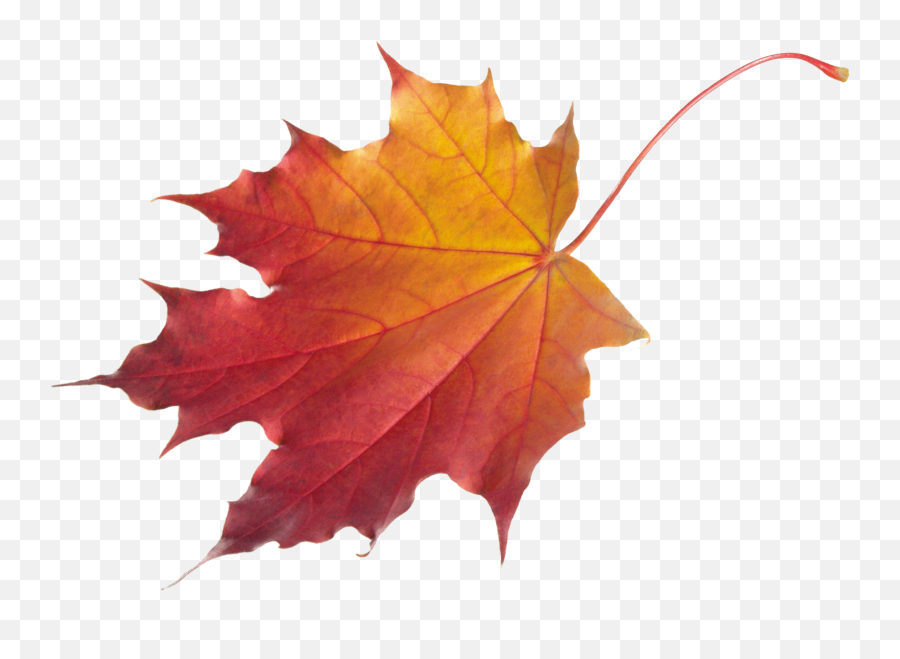 Ftestickers Autumn Fall Leaf Sticker - Autumn Leaf Png Emoji,Fall Leaf Emoji