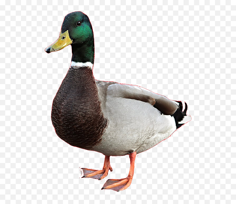 Duck Png Images Transparent Free Download Pngmart Emoji,Free Duck Emoticons