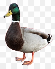Duck Png Images Transparent Free Download Pngmart Emoji,Free Duck Emoticons