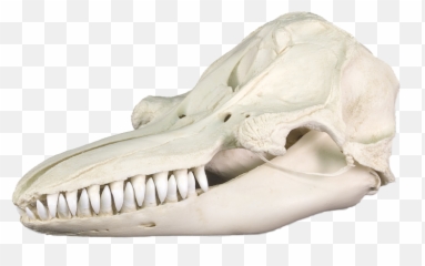Pin On Orque - Skull Emoji,Killer Whale Emoji