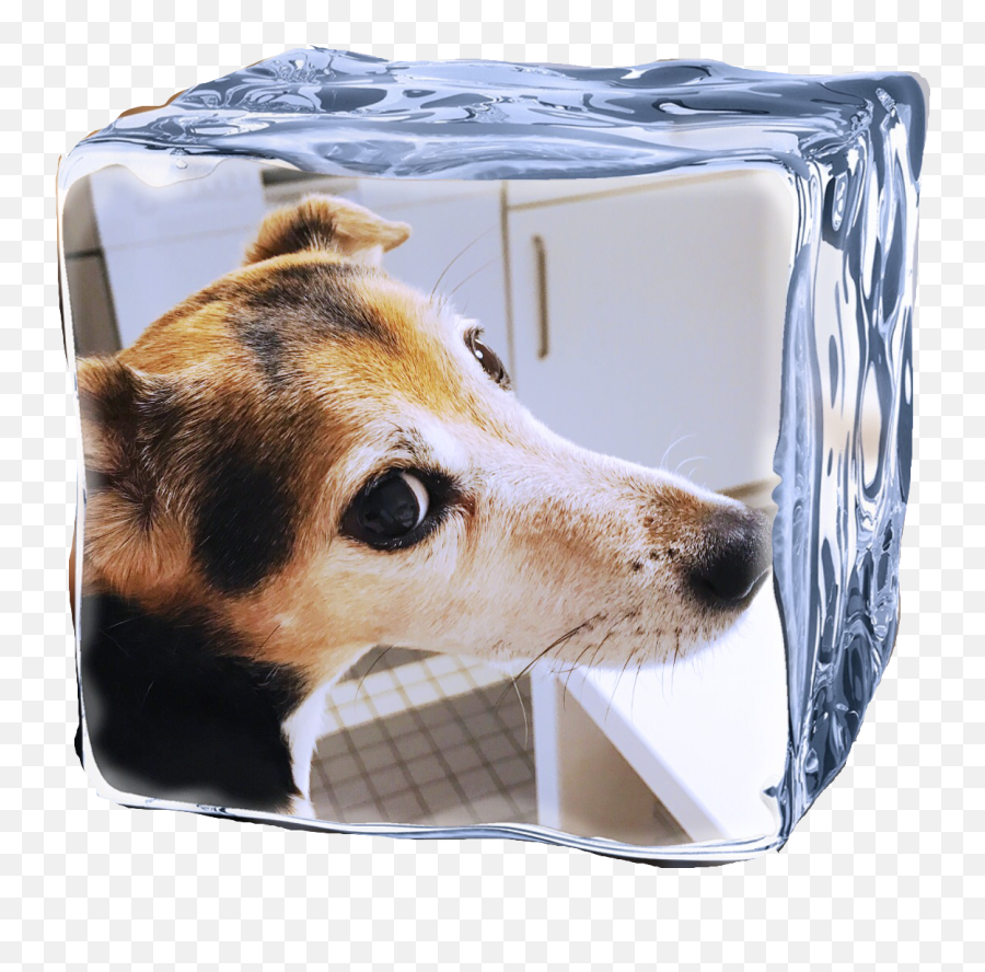 Pina Jackrussell Dog Sticker - Serving Tray Emoji,Jack Russell Emoji