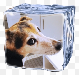 Pina Jackrussell Dog Sticker - Serving Tray Emoji,Jack Russell Emoji