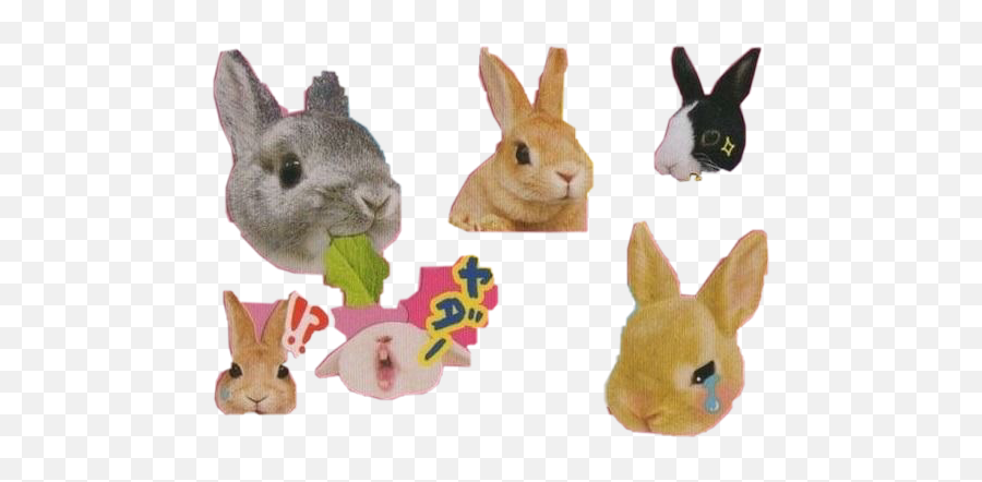 Discover Trending - Domestic Rabbit Emoji,Cream The Rabbit Emojis
