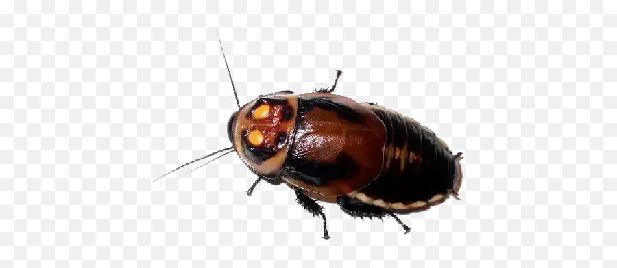 Cockroach Stickers For Whatsapp - Cockroach Sticker Whatsapp Emoji,Cockroach Emoji