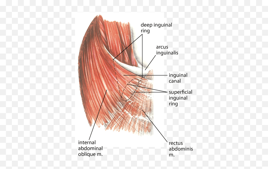 Overview Of Colic In Horses - Digestive System Merck Superficial Inguinal Ring Horse Emoji,Emotions Of The Splenic Flexure