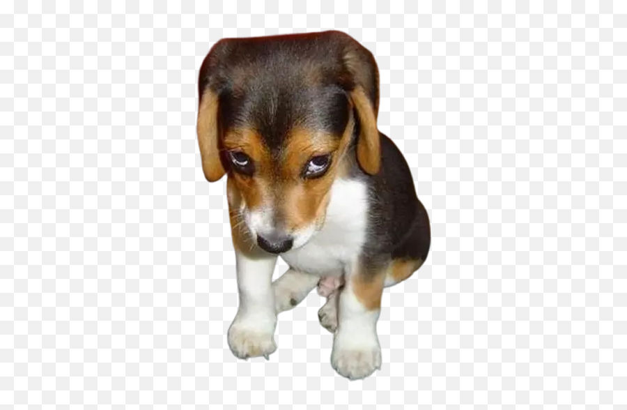 Dogmoji - Dog Sticker U0026 Emojis By Jamila Moutji Apologize For Any Inconvenience Meme,Hamilton Emoji