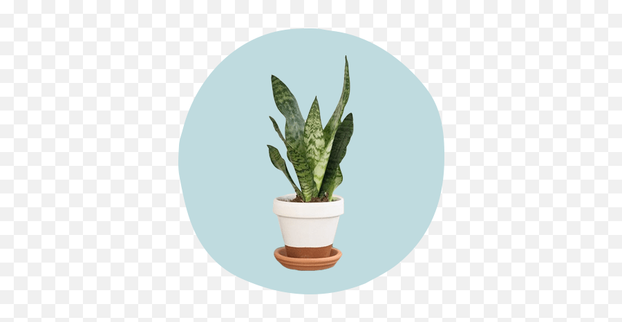 Houseplants That Double As Self - Plant Simple Aesthetic Emoji,Do Snakes Feel Emotion