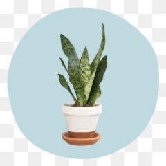 Houseplants That Double As Self - Plant Simple Aesthetic Emoji,Do Snakes Feel Emotion